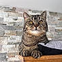 cat, tabby, pet, animal, feline, whiskers, ears, paws, wood, pillow, indoor, stone_wall, curious, sitting, closeup, domestic_cat, fur, yellow_eyes, house, resting