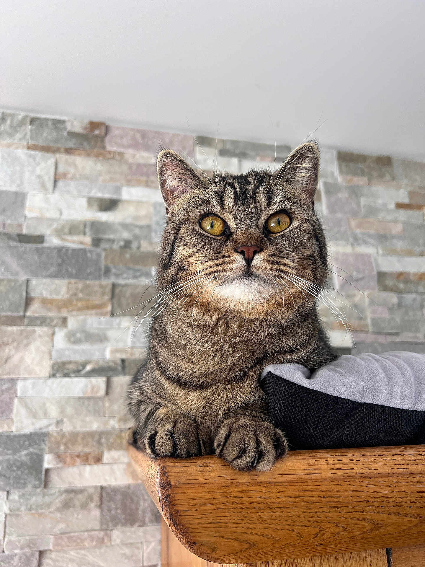 Oggy a rejoint le concours — aidez-le/la à gagner de superbes lots ! cat, tabby, pet, animal, feline, whiskers, ears, paws, wood, pillow, indoor, stone_wall, curious, sitting, closeup, domestic_cat, fur, yellow_eyes, house, resting