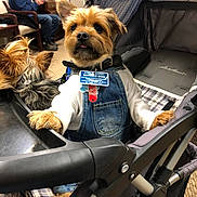 Bentley joined the competition — help win amazing prizes! animal, blue_hoodie, carpet, collar, denim_overalls, dog, fur, furniture, indoor, man, person, pet, phone, plaid, resting, seated, service_dog, small_dog, stroller, tag