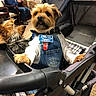 animal, blue_hoodie, carpet, collar, denim_overalls, dog, fur, furniture, indoor, man, person, pet, phone, plaid, resting, seated, service_dog, small_dog, stroller, tag