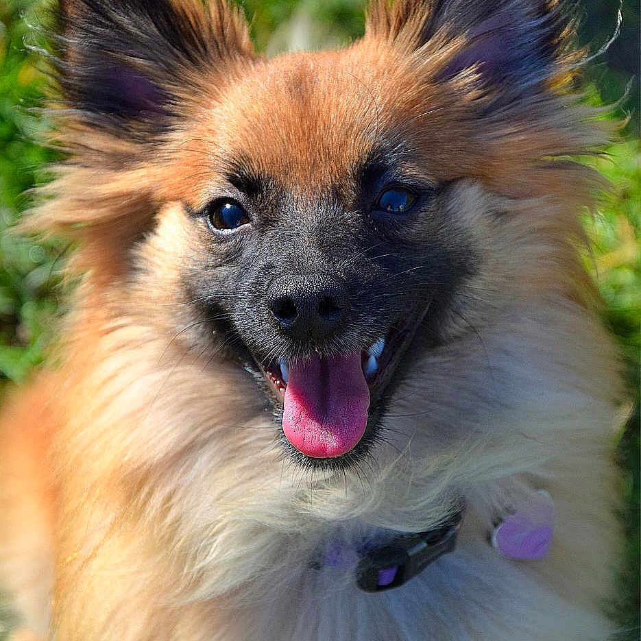 Vahna