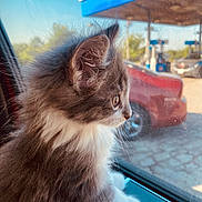 Stormy is registered to the contest to win money with this photo: adorable, car, cat, cat_face, close_up, fur, gas_station, indoor, kitten, looking_out, paw, pet, portrait, profile, pump, reflection, side_view, soft_light, whiskers, window