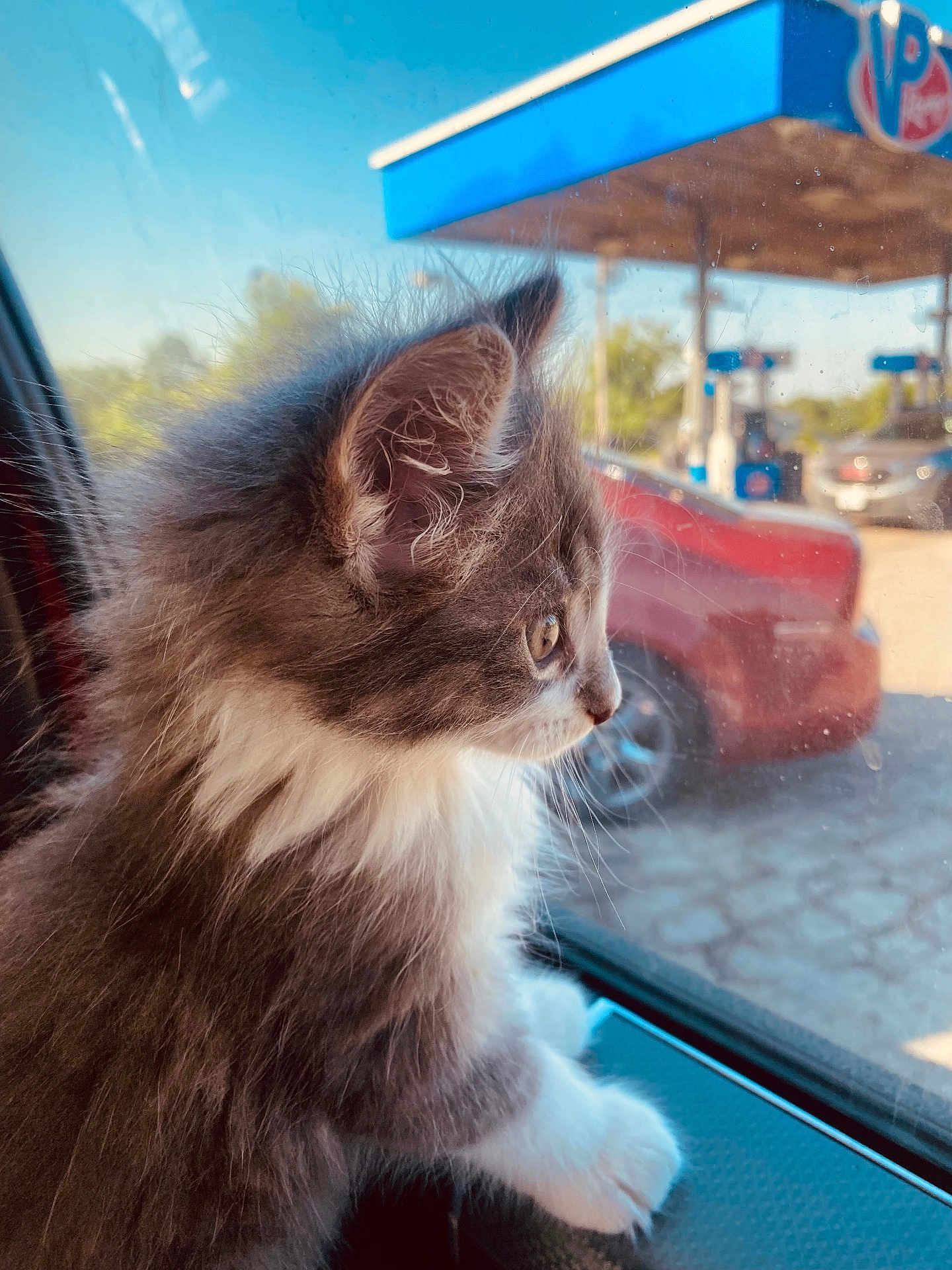 Stormy is registered to the contest to win money with this photo: adorable, car, cat, cat_face, close_up, fur, gas_station, indoor, kitten, looking_out, paw, pet, portrait, profile, pump, reflection, side_view, soft_light, whiskers, window
