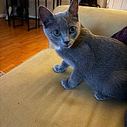 Echo joined the competition — help win amazing prizes! cat, gray_cat, feline, indoor, couch, furniture, wooden_floor, table, guitar_case, pet, animal, curious, alert, cozy, home, living_room, domestic, fur, ears, eyes