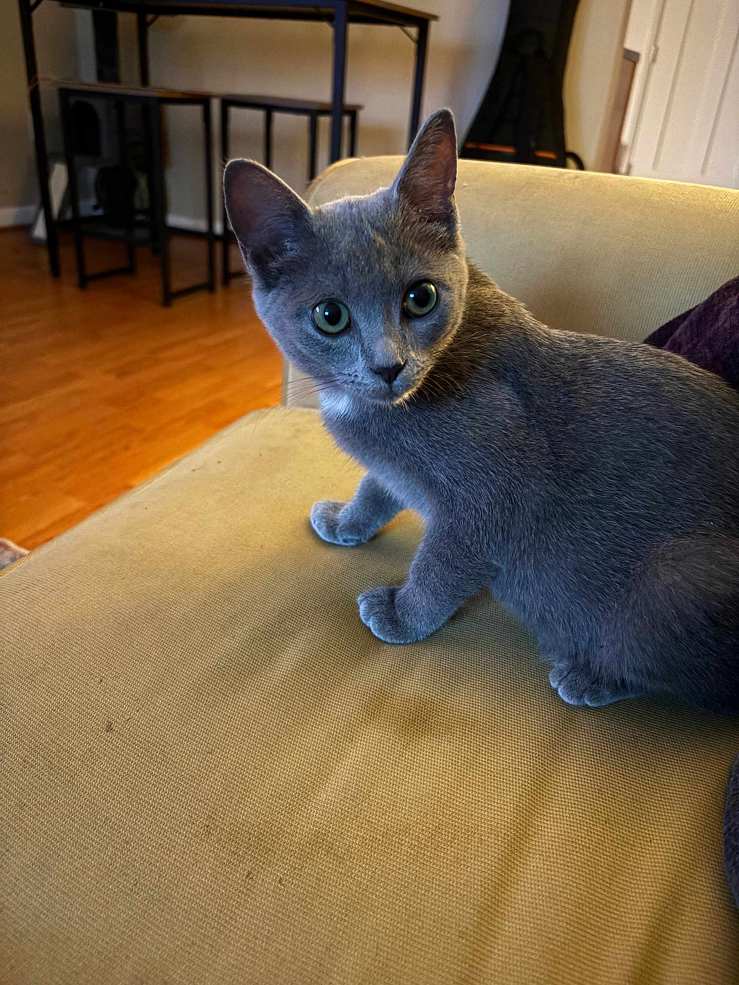 Echo