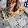 Oslo participe au concours pour gagner de l'argent avec cette photo : dog, brown_dog, long_hair, wooden_plank, stone_floor, pavement, outdoor, pet, animal, paw, footwear, human_foot, sandal, close_up, looking_up, curious, waiting, companion, cute, domestic_animal