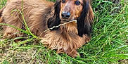 Oslo a rejoint le concours — aidez-le/la à gagner de superbes lots ! dog, dachshund, long_hair, grass, tree_trunk, outdoor, pet, animal, nature, canine, fur, snout, ears, leafy, relaxed, lying_down, greenery, daylight, muzzle, curious