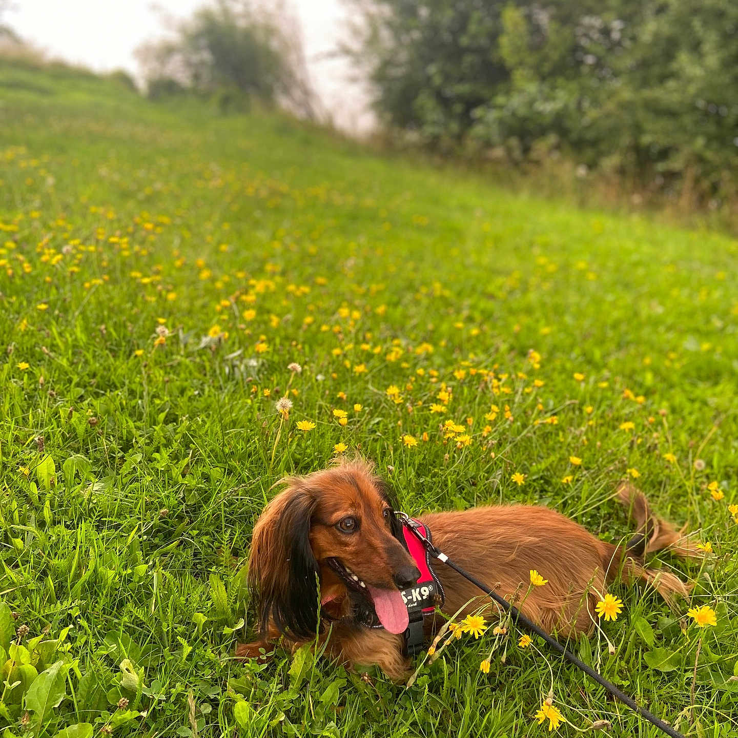Oslo a rejoint le concours — aidez-le/la à gagner de superbes lots ! animal, canine, dachshund, dog, flowers, fur, grass, greenery, happy, lake, leash, meadow, nature, outdoor, park, pet, summer, tongue_out, trees, yellow_flowers