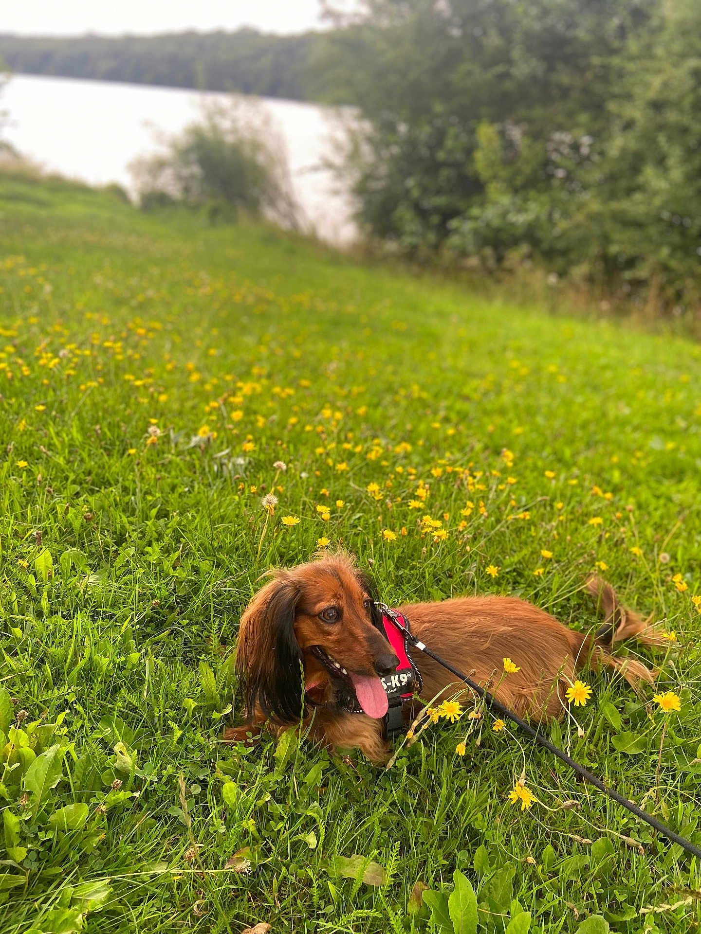 Oslo a rejoint le concours — aidez-le/la à gagner de superbes lots ! dog, dachshund, pet, grass, flowers, yellow_flowers, greenery, outdoor, nature, leash, canine, fur, tongue_out, happy, animal, meadow, summer, park, lake, trees