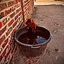 Oslo a rejoint le concours — aidez-le/la à gagner de superbes lots ! dog, bucket, water, brick_wall, outdoor, pavement, paw_prints, thirsty, animal, pet, curious, brown_fur, container, sunlight, shadow, texture, rustic, ground, nature, vintage_filter