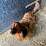 dog, dachshund, long_hair, brown_fur, black_fur, straw, barn, floor, curious, looking_up, pet, animal, ears, tail, close_up, domestic_animal, canine, cute, outdoor, rustic