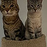 cat, feline, pets, animal, tabby_cat, striped_cat, sitting, indoor, pet_furniture, cat_perch, curious, furry, whiskers, ears, eyes, closeup, companions, two_cats, resting, cozy
