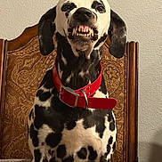 Cinder is registered to the contest to win money with this photo: dalmatian, dog, animal, pet, red_collar, teeth, grinning, chair, wooden_chair, indoor, portrait, black_and_white, spotted, canine, fierce_expression, sitting, furniture, wall, closeup, domestic_animal