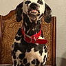 dalmatian, dog, animal, pet, red_collar, teeth, grinning, chair, wooden_chair, indoor, portrait, black_and_white, spotted, canine, fierce_expression, sitting, furniture, wall, closeup, domestic_animal