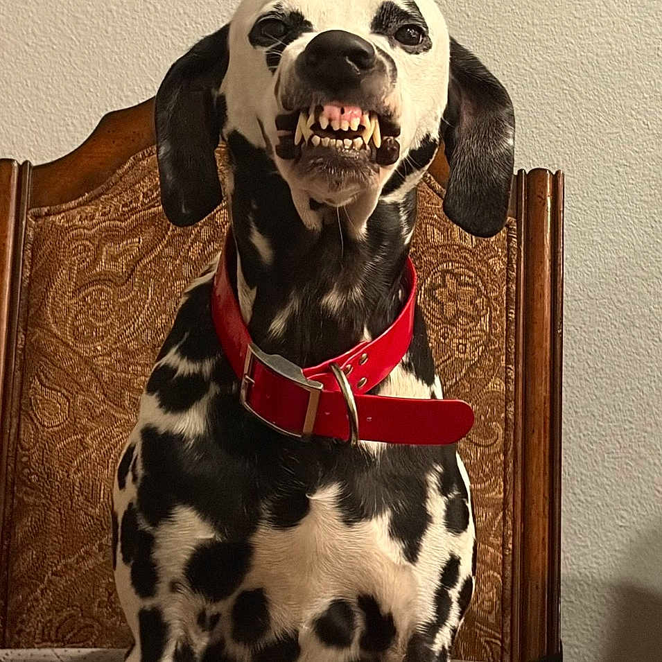 Cinder is registered to the contest to win money with this photo: dalmatian, dog, animal, pet, red_collar, teeth, grinning, chair, wooden_chair, indoor, portrait, black_and_white, spotted, canine, fierce_expression, sitting, furniture, wall, closeup, domestic_animal