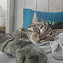 bedroom, cat, close_up, collar, cozy, domestic_animal, feline, fur, headboard, indoor, nap, paw, pet, pillow, relaxation, rest, sleeping, soft, tabby, whiskers