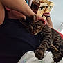 arm, blanket, cat, closeup, comfort, couch, domestic_animal, face, furniture, hand, home, indoor, paw, person, petting, relaxing, resting, sleepy, striped_fur, tabby_cat