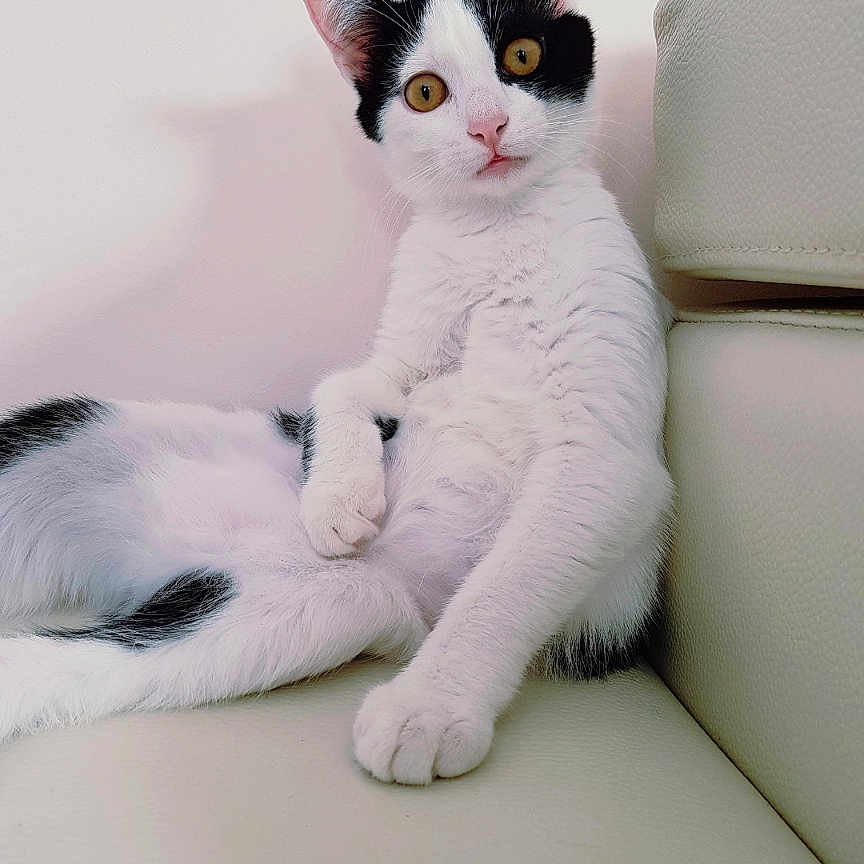 Mya