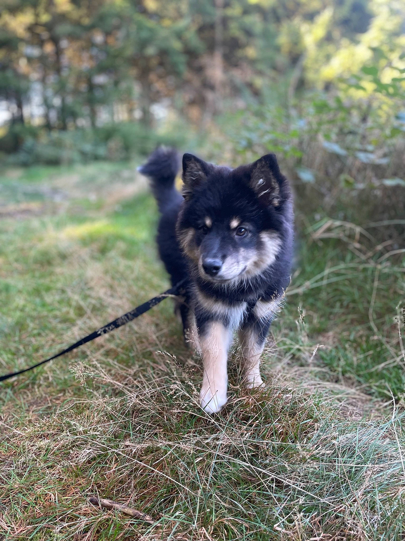 Utah participe au concours pour gagner de l'argent avec cette photo : canidae, canis, carnivore, companion_dog, dog, dog_breed, fur, grass, herding_dog, plant, sled_dog, snout, sporting_group, tail, terrestrial_animal, tree, whiskers, wildlife, working_animal, working_dog