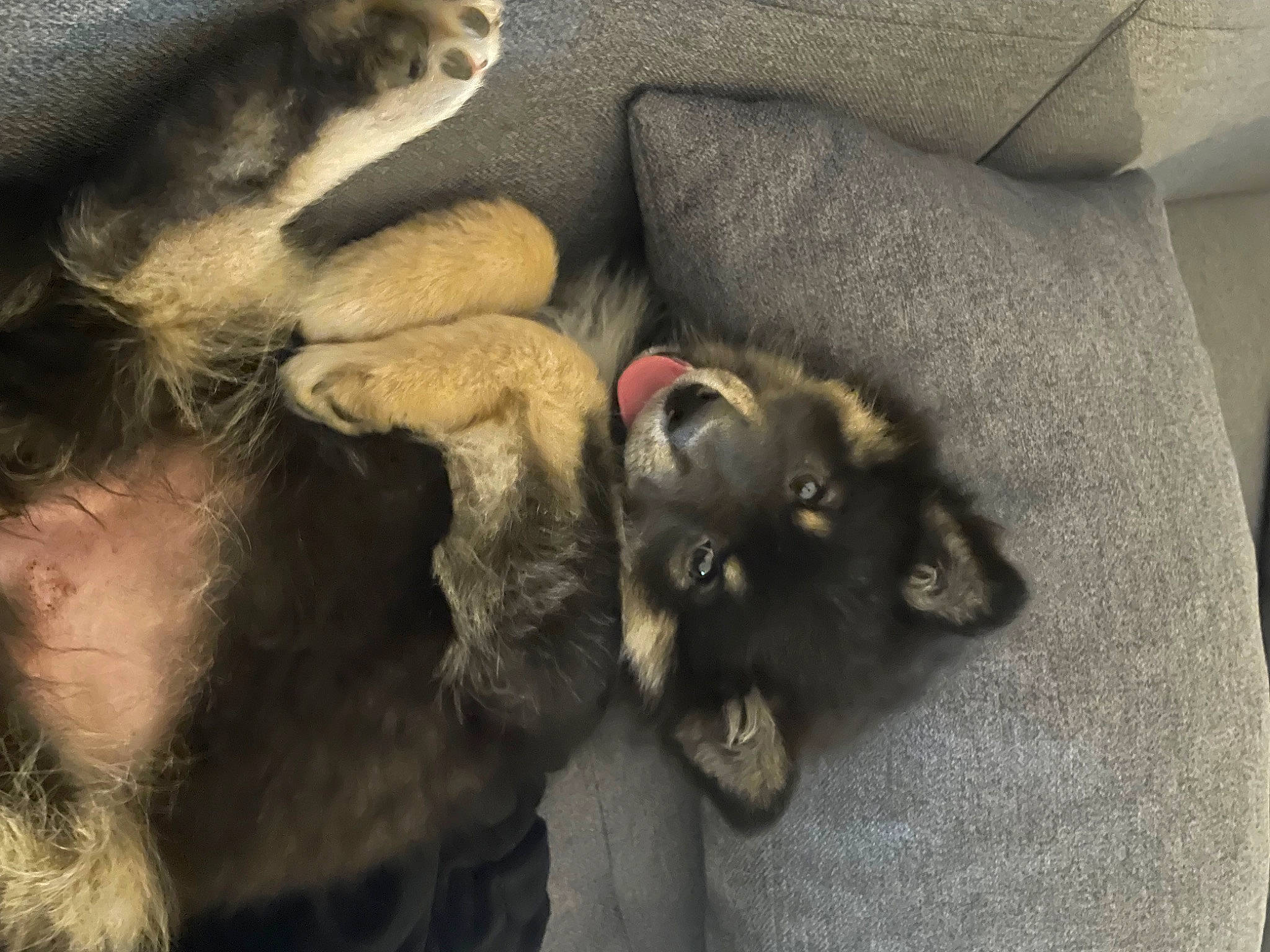 Utah participe au concours pour gagner de l'argent avec cette photo : canidae, carnivore, cat, claw, comfort, companion_dog, couch, dog_breed, domestic_short_haired_cat, ear, felidae, fur, gesture, natural_material, plant, small_to_medium_sized_cats, snout, sporting_group, tail, whiskers