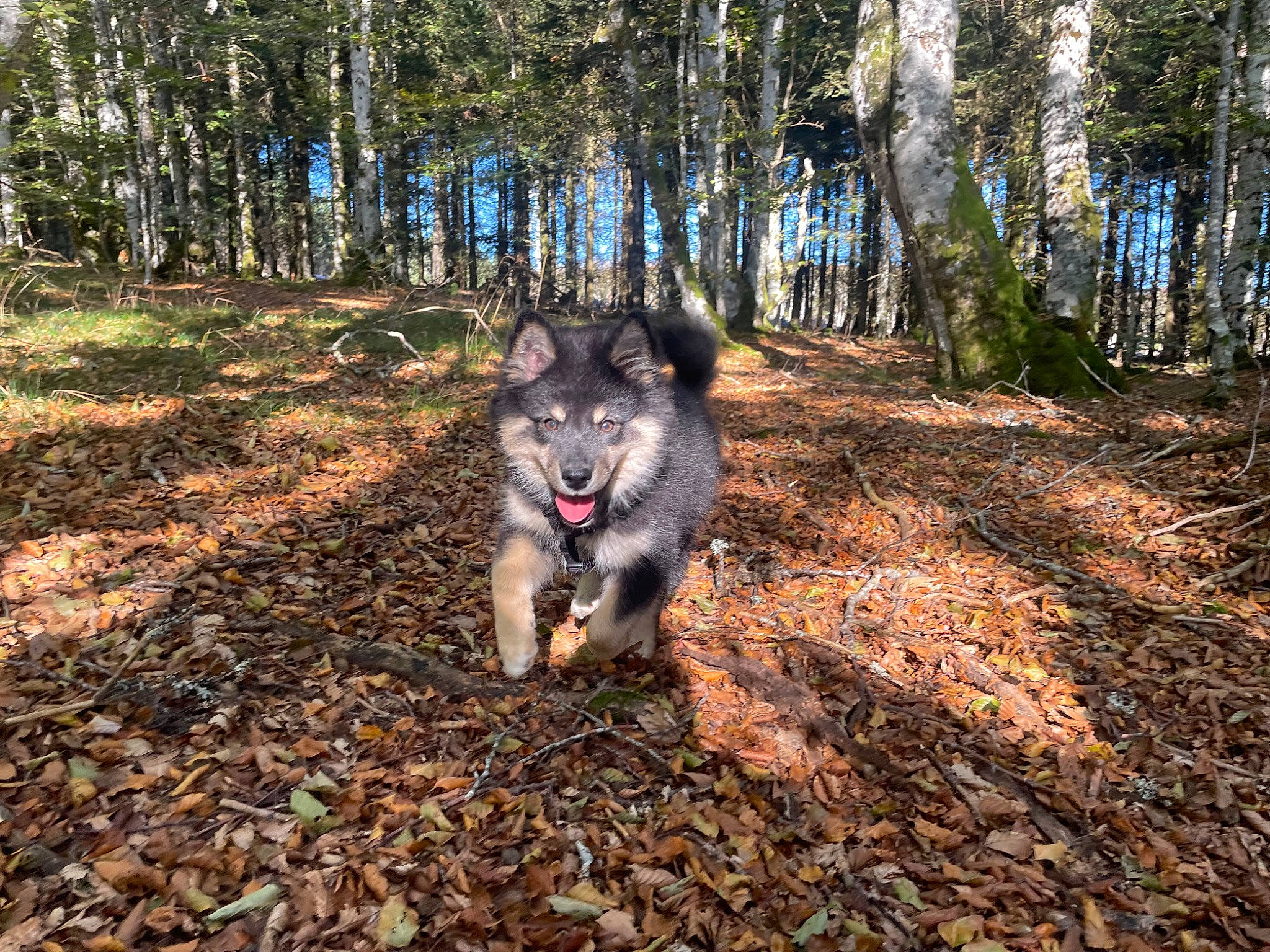 Utah participe au concours pour gagner de l'argent avec cette photo : adventure, canidae, canis, carnivore, dog, dog_breed, forest, natural_landscape, plant, recreation, sled_dog, soil, sporting_group, trail, tree, walking, wolf, wood, woodland, working_animal