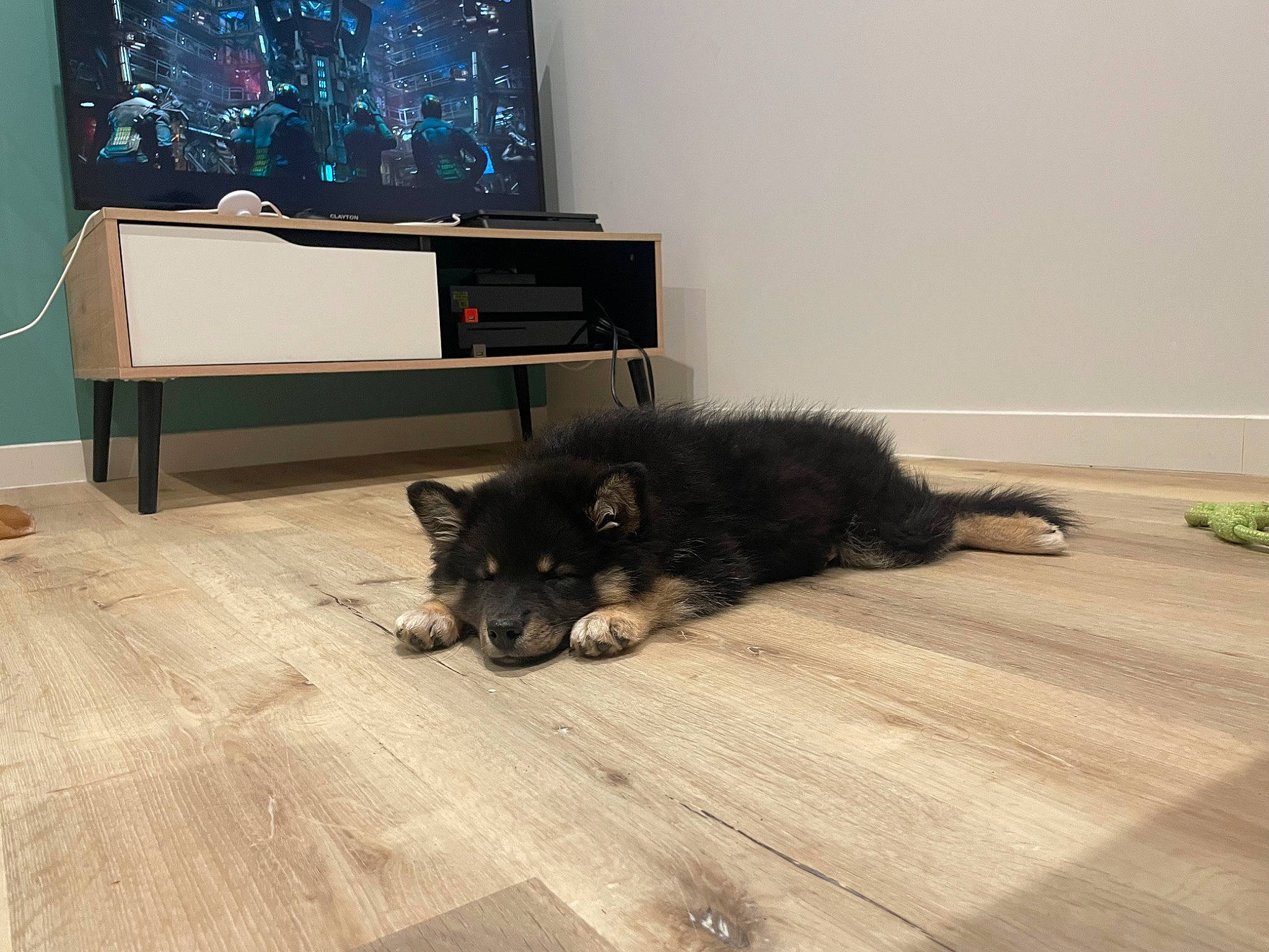 Utah participe au concours pour gagner de l'argent avec cette photo : black_cat, carnivore, cat, comfort, dog_breed, door_mat, felidae, floor, flooring, fur, grey, hardwood, laminate_flooring, small_to_medium_sized_cats, tail, television, whiskers, wood, wood_flooring, wood_stain