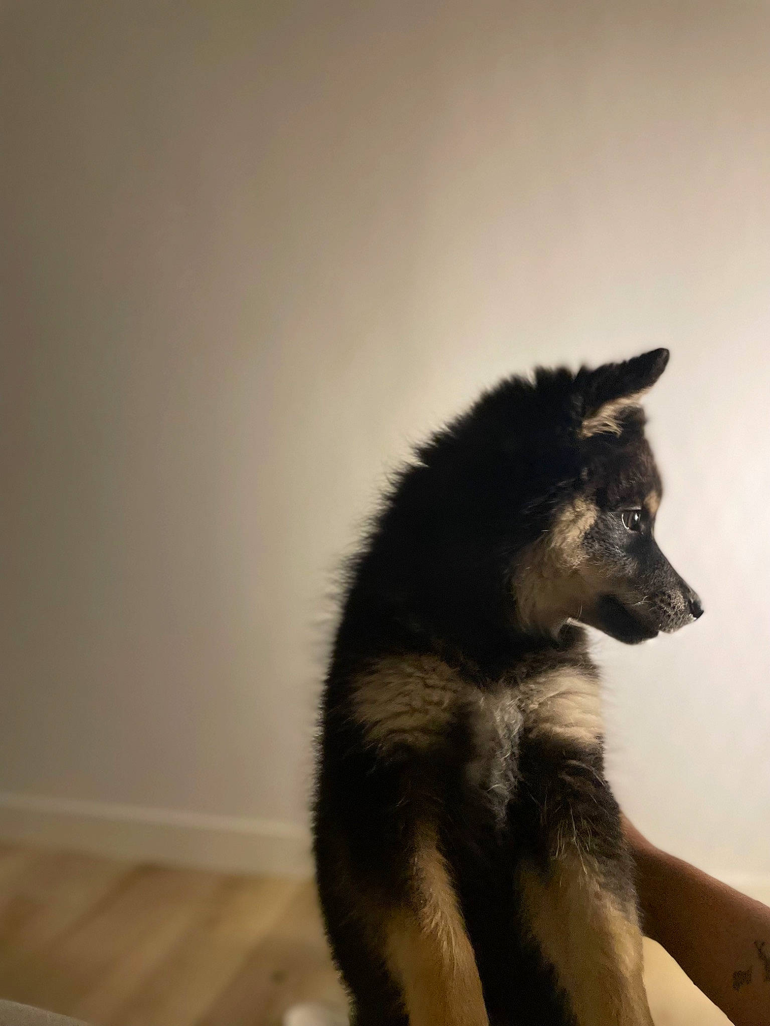 Utah participe au concours pour gagner de l'argent avec cette photo : canidae, canis, carnivore, companion_dog, dog, dog_breed, eye, fawn, flooring, fur, hardwood, plant, small_to_medium_sized_cats, snout, tail, terrestrial_animal, tree, whiskers, wood, working_animal