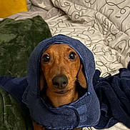 Bean is registered to the contest to win money with this photo: dog, dachshund, pet, animal, brown_dog, hooded_towel, blanket, bed, pillow, indoor, cute, small_dog, fur, looking_up, snug, cozy, portrait, canine, domestic_animal, resting