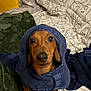 dog, dachshund, pet, animal, brown_dog, hooded_towel, blanket, bed, pillow, indoor, cute, small_dog, fur, looking_up, snug, cozy, portrait, canine, domestic_animal, resting