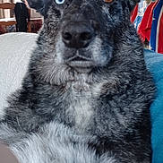 Loka participe au concours pour gagner de l'argent avec cette photo : dog, heterochromia, blue_eye, brown_eye, close_up, indoor, couch, fur, black_fur, gray_fur, white_fur, pet, animal, canine, portrait, sitting, calm, regal, background, colorful