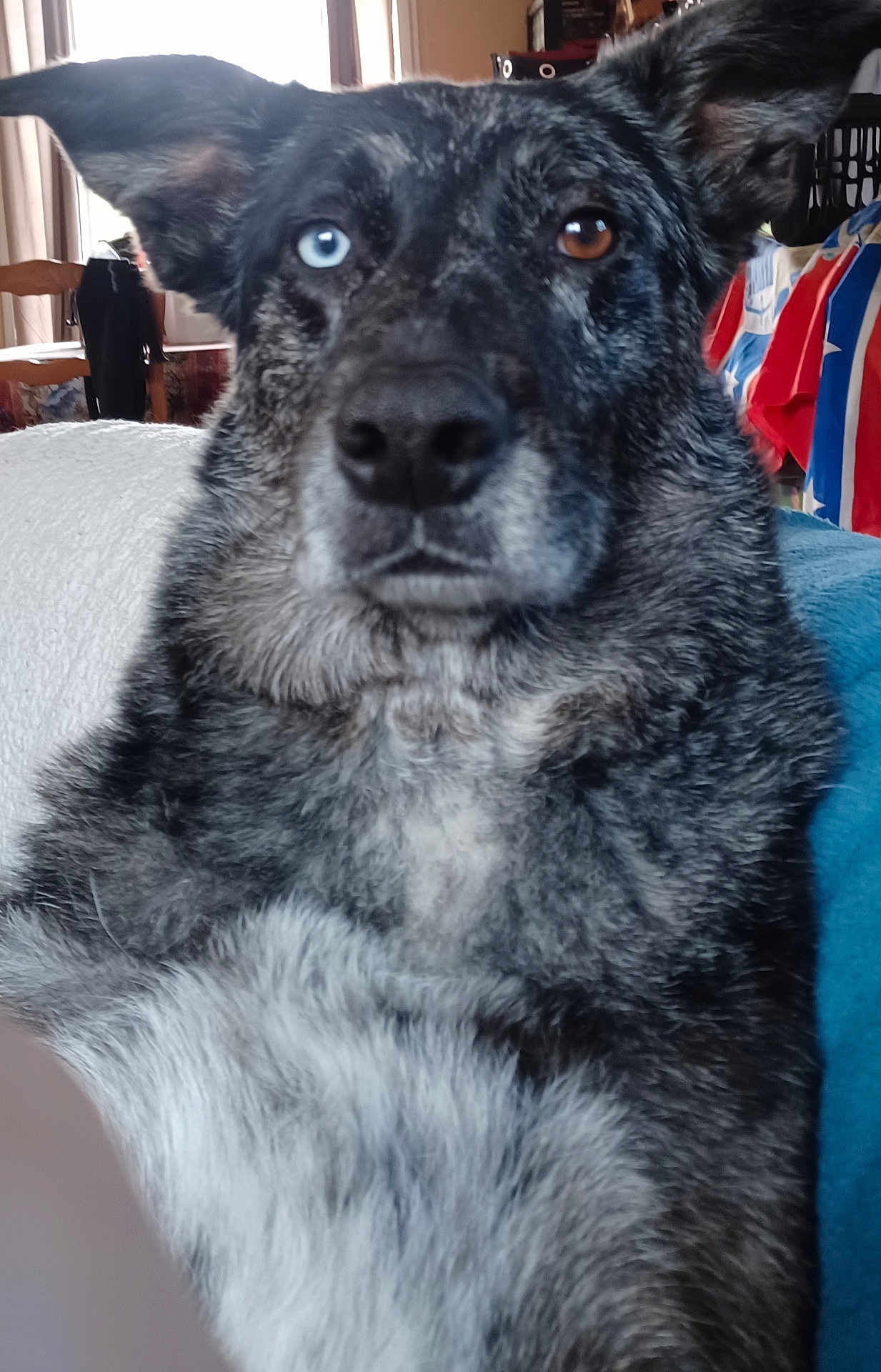 Loka participe au concours pour gagner de l'argent avec cette photo : dog, heterochromia, blue_eye, brown_eye, close_up, indoor, couch, fur, black_fur, gray_fur, white_fur, pet, animal, canine, portrait, sitting, calm, regal, background, colorful