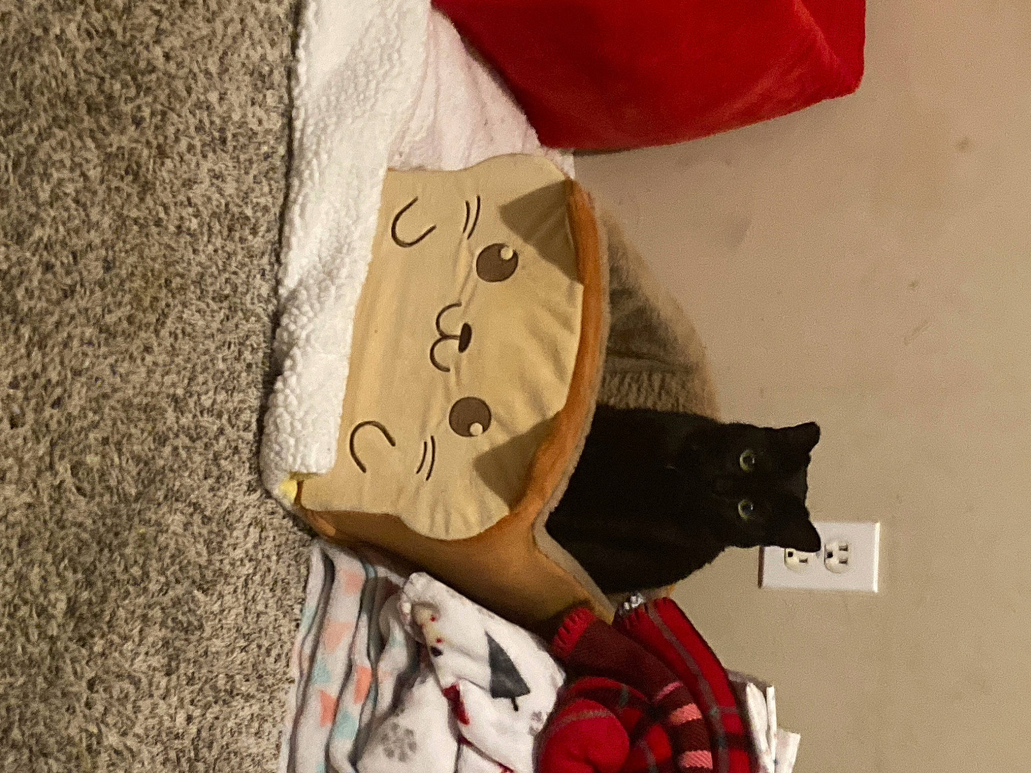 Solue is registered to the contest to win money with this photo: bag, carmine, carnivore, cat, dress, fashion_accessory, felidae, fur, headgear, linens, paper, pattern, plaid, sleeve, small_to_medium_sized_cats, stuffed_toy, sunglasses, tartan, whiskers, wood