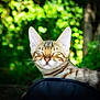 Aly participe au concours pour gagner de l'argent avec cette photo : cat, feline, animal, outdoor, nature, greenery, blurred_background, sunlight, close_up, pet, whiskers, ears, striped, peaceful, resting, mammal, wildlife, portrait, cute, relaxed