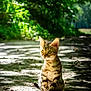 Aly a rejoint le concours — aidez-le/la à gagner de superbes lots ! cat, animal, outdoor, nature, sunlight, greenery, spots, feline, pet, curious, sitting, dirt_path, forest, daylight, whiskers, ears, eyes, shadow, young, mammal