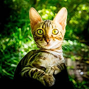 Aly a rejoint le concours — aidez-le/la à gagner de superbes lots ! cat, animal, feline, close_up, green_eyes, striped, whiskers, outdoor, nature, curious, pet, mammal, portrait, wildlife, young_cat, fur, sitting, bright_eyes, alert, background_blur