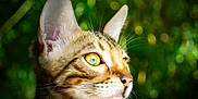 Aly participe au concours pour gagner de l'argent avec cette photo : cat, close_up, animal, pet, feline, face, whiskers, ears, yellow_eyes, outdoor, nature, green_background, bokeh, fur, profile, curious, young_cat, portrait, daylight, sharp_focus