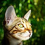 cat, close_up, animal, pet, feline, face, whiskers, ears, yellow_eyes, outdoor, nature, green_background, bokeh, fur, profile, curious, young_cat, portrait, daylight, sharp_focus