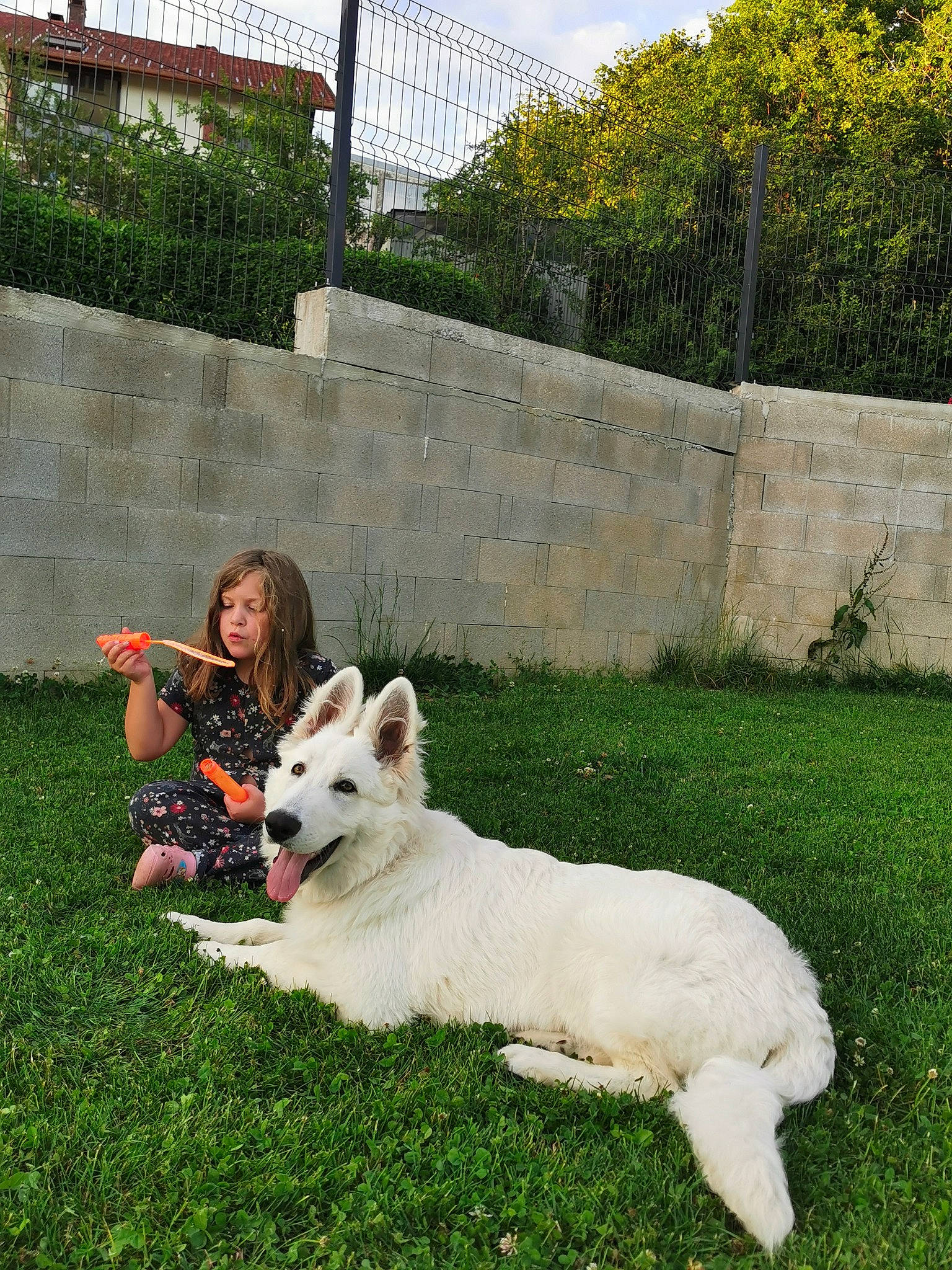 Roki a rejoint le concours — aidez-le/la à gagner de superbes lots ! berger_blanc_suisse, canidae, carnivore, companion_dog, dog, dog_breed, fawn, grass, herding_dog, kintamani, lawn, mammal, vertebrate, white_shepherd