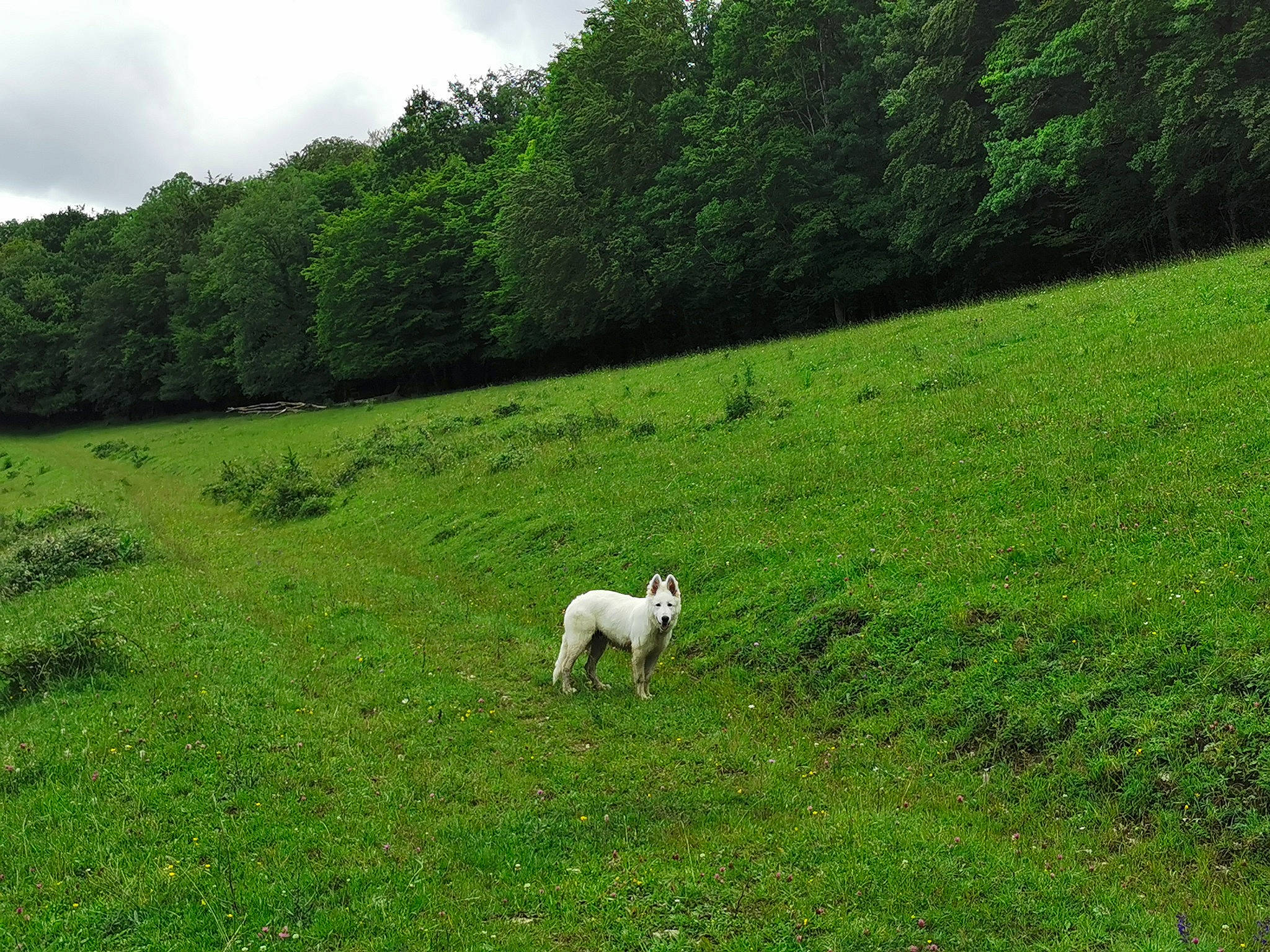 Roki participe au concours pour gagner de l'argent avec cette photo : canidae, farm, field, grass, grass_family, grassland, grazing, green, hill, lawn, livestock, meadow, natural_environment, natural_landscape, pasture, plant, rural_area, sheep, tree