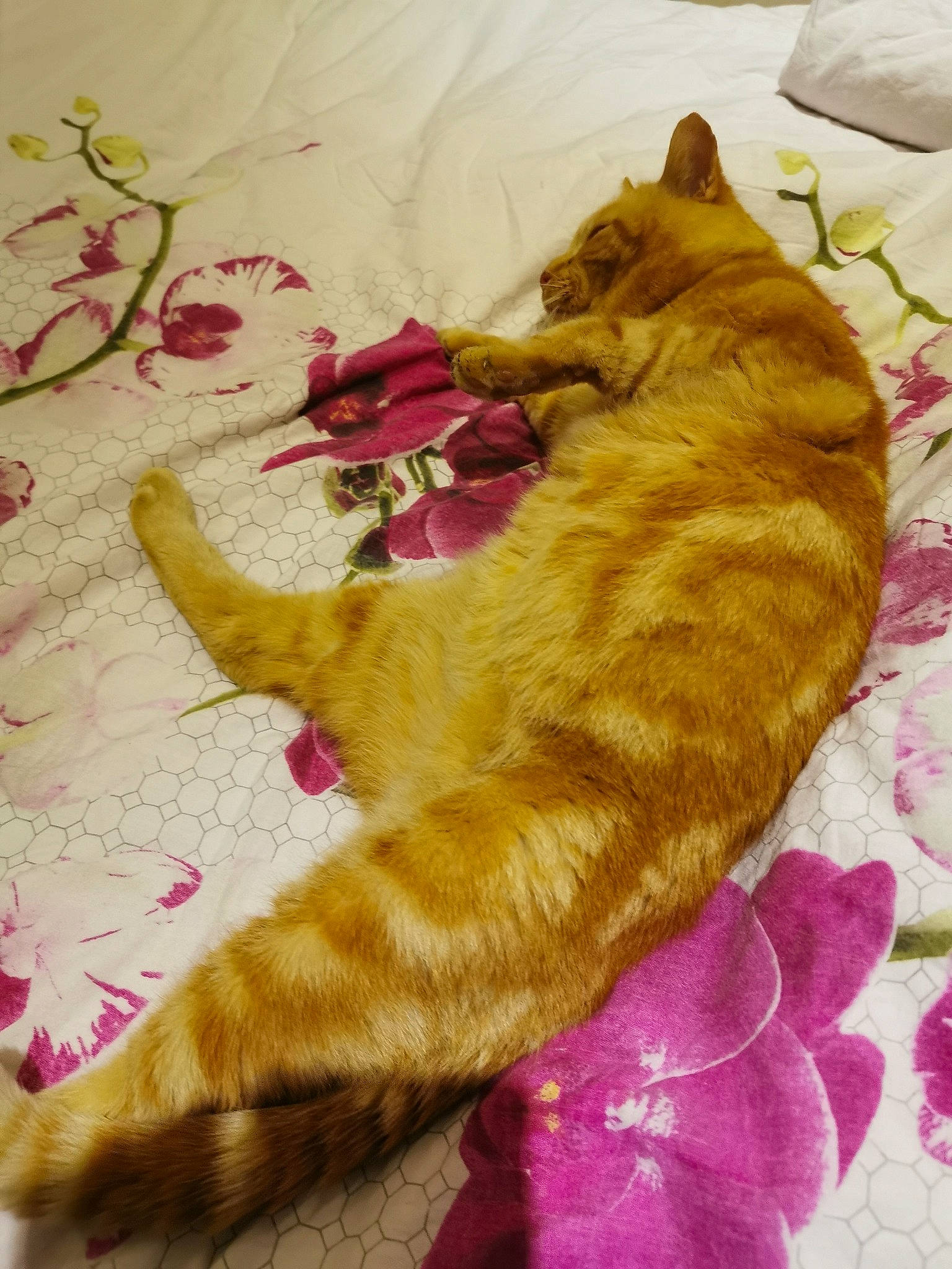 Simba participe au concours pour gagner de l'argent avec cette photo : bed_sheet, carnivore, cat, domestic_short_haired_cat, european_shorthair, fawn, felidae, fur, kitten, linens, magenta, nap, pattern, pink, sleep, small_to_medium_sized_cats, tabby_cat, tail, textile, whiskers