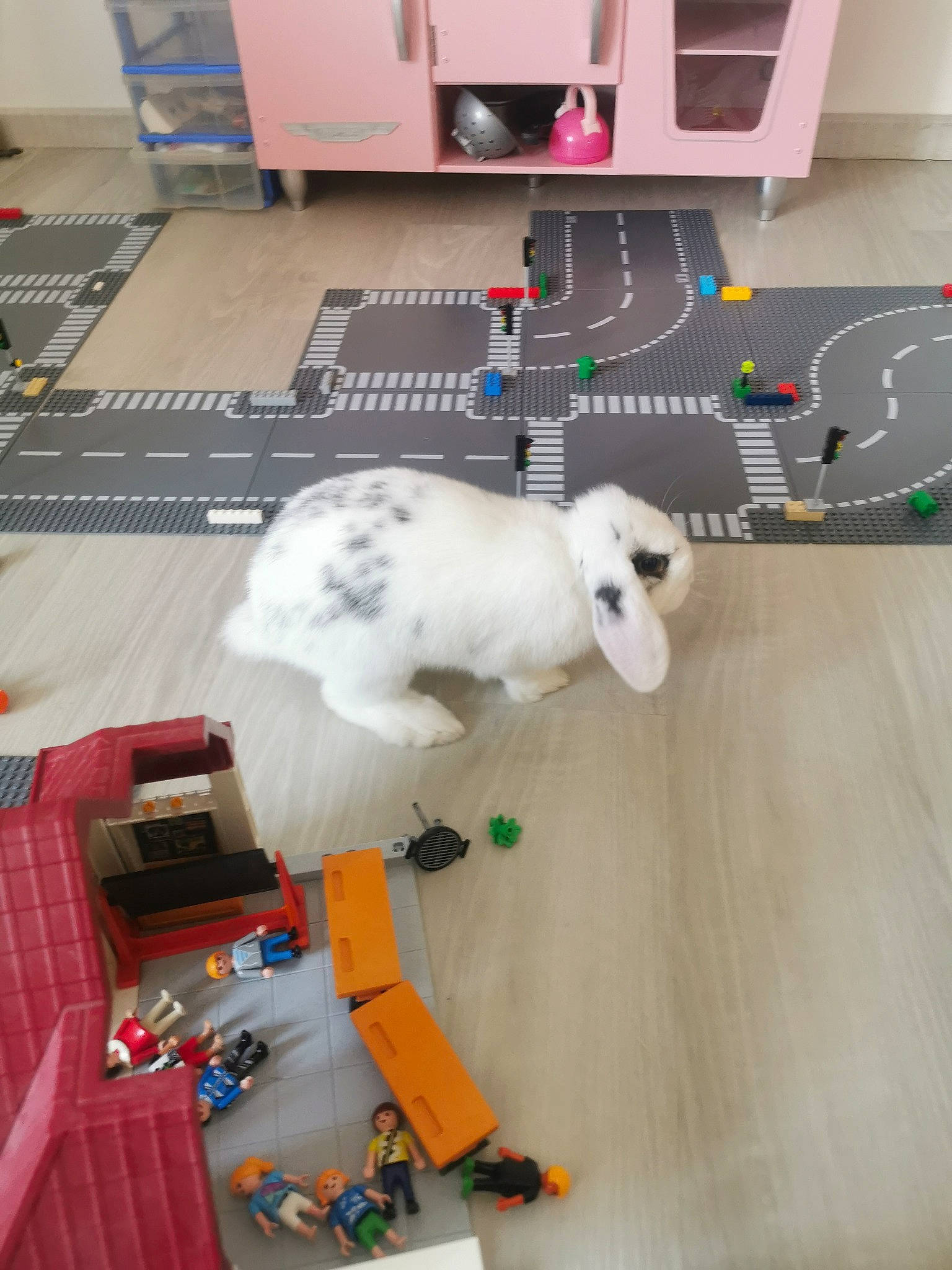 Jano a rejoint le concours — aidez-le/la à gagner de superbes lots ! canidae, cat, companion_dog, floor, flooring, games, lego, play, room, toy