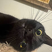 Umbreon is registered to the contest to win money with this photo: animal, background, black_cat, cat, close_up, cozy, curious, cute, domestic_animal, face, feline, fur, indoor, knitted_fabric, looking, pet, portrait, texture, whiskers, yellow_eyes