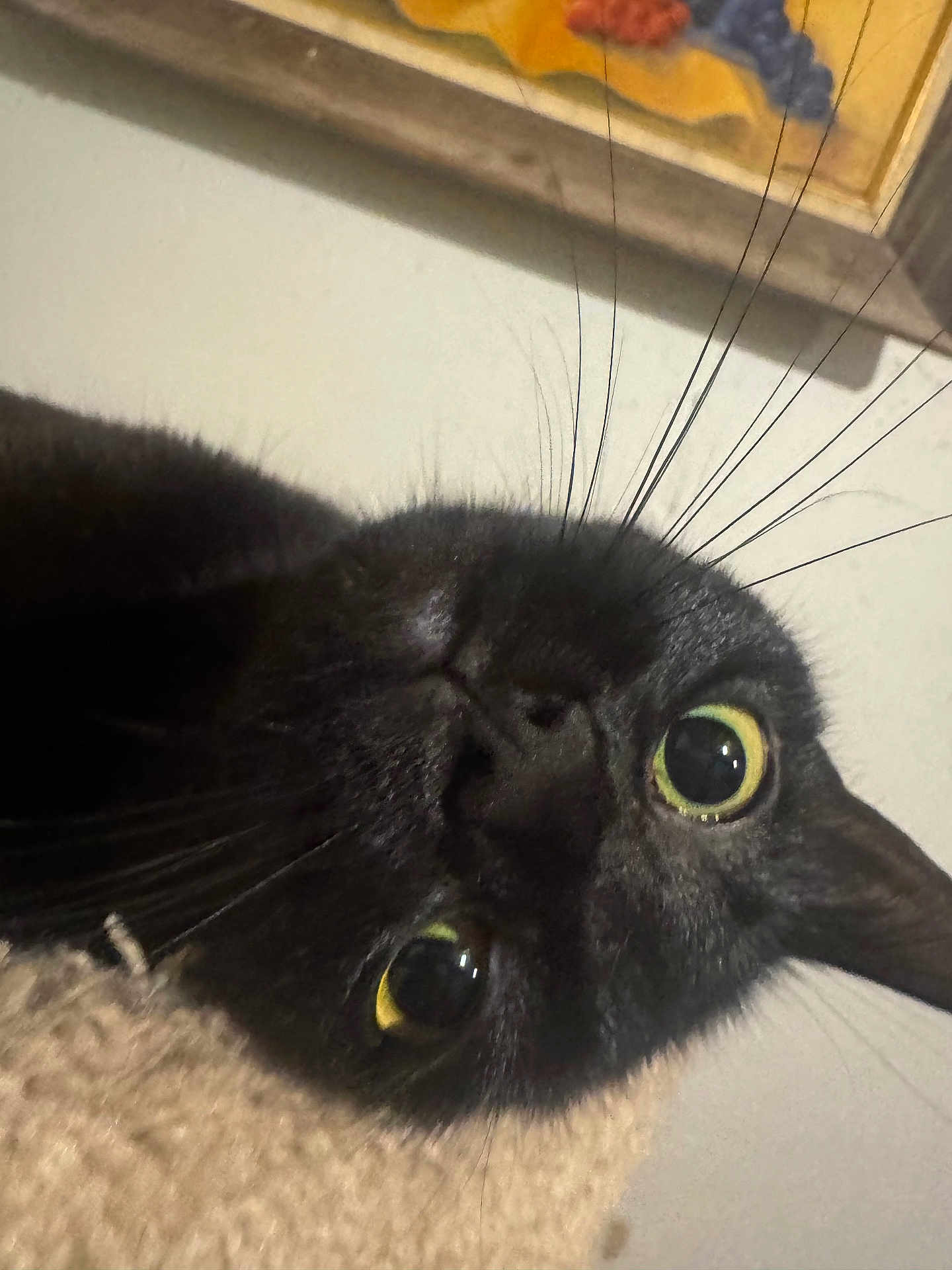 Umbreon