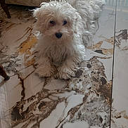Benji participe au concours pour gagner de l'argent avec cette photo : dog, puppy, white_fur, fluffy, pet, marble_floor, tile, indoor, laying_down, paws, black_nose, dark_eyes, sofa, chair_leg, home_interior, floor_pattern, close_up, portrait, cute, curious