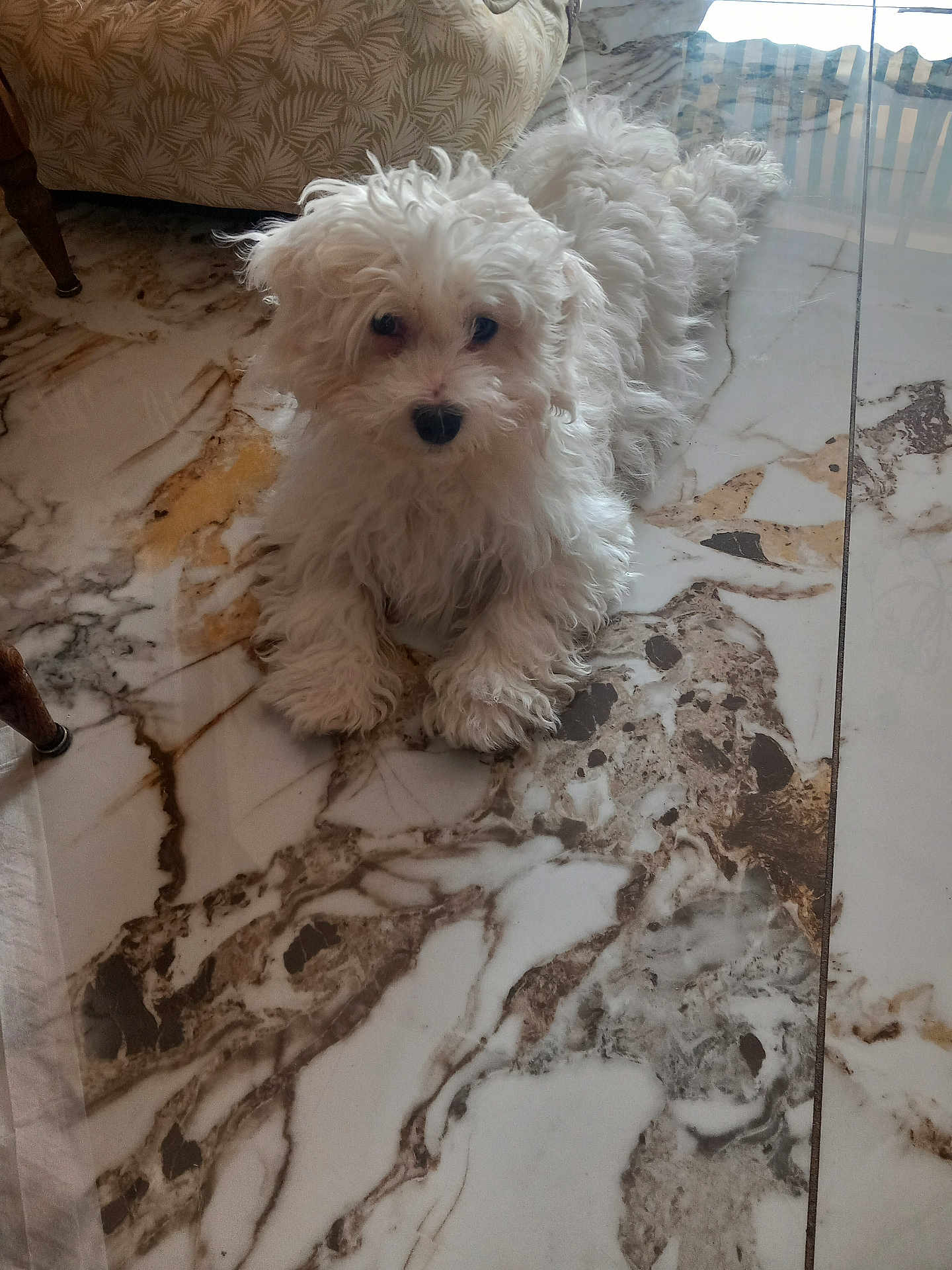 Benji participe au concours pour gagner de l'argent avec cette photo : dog, puppy, white_fur, fluffy, pet, marble_floor, tile, indoor, laying_down, paws, black_nose, dark_eyes, sofa, chair_leg, home_interior, floor_pattern, close_up, portrait, cute, curious