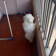 Brigitte Turpin participe au concours pour gagner de l'argent avec cette photo : dog, small_dog, white_fur, fluffy, balcony, railing, tile_floor, bowl, clothespins, laundry_rack, standing, looking_out, pet, domestic, home, curious, side_view, indoor_outdoor_edge, shadow, porch