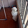balcony, bowl, clothespins, curious, dog, domestic, fluffy, home, indoor_outdoor_edge, laundry_rack, looking_out, pet, porch, railing, shadow, side_view, small_dog, standing, tile_floor, white_fur