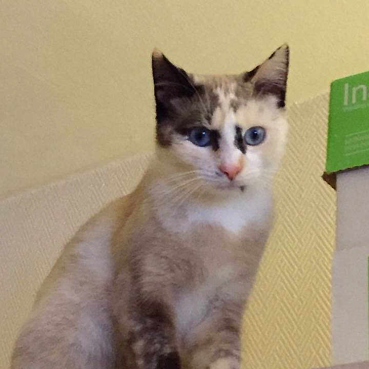 Lady