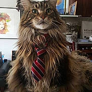 Alfred a rejoint le concours — aidez-le/la à gagner de superbes lots ! cat, long_hair, tie, striped_tie, pet, indoor, table, furniture, artwork, portrait, animal, domestic_cat, whiskers, ears, face, eyes, fur, home, living_room, decor