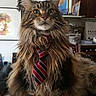 cat, long_hair, tie, striped_tie, pet, indoor, table, furniture, artwork, portrait, animal, domestic_cat, whiskers, ears, face, eyes, fur, home, living_room, decor